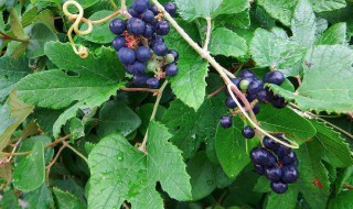 野葡萄栽培方法 野生葡萄种植方法介绍