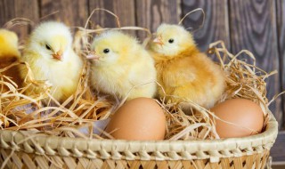 孵鸡蛋的方法 孵鸡蛋的方法介绍