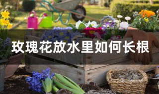 水养玫瑰花生根的方法 玫瑰花放水里如何长根