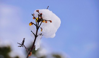 关于雪的微信签名经典语句（雪个性签名怎么写）