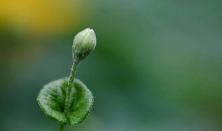 如何让丝瓜早发芽（如何让丝瓜早发芽快）