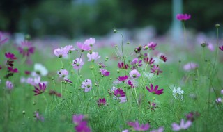 写野花小草的句子（描写小草野花的优美句子）