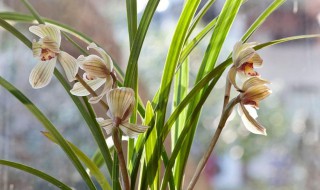 花中四君子是哪四种 花中四君子是哪四种花,分别有什么特点