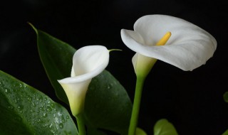 白色马蹄莲的花语和寓意（白色马蹄莲的寓意及象征）
