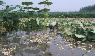 池子藕种植方法 水池种藕的方法