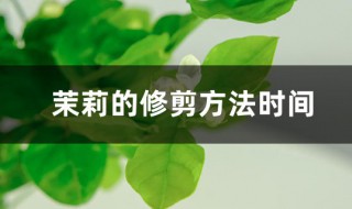 垂枝茉莉修剪方法（茉莉枝条修剪）