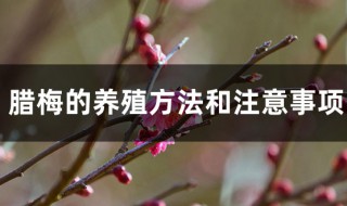 腊梅的养植方法 腊梅的养植方法和管理