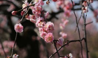 新鲜腊梅花怎么制成茶 新鲜腊梅花怎么制成茶叶