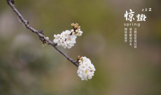 惊蛰节气的气候特征 惊蛰节气的气候特征有哪些