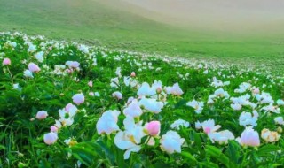 芍药花适合在南方生长吗（芍药花适合在南方生长吗）