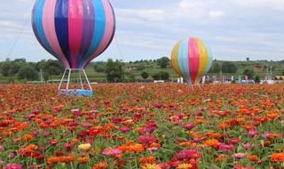 襄垣花海几月开放 襄垣花海在襄垣什么地方