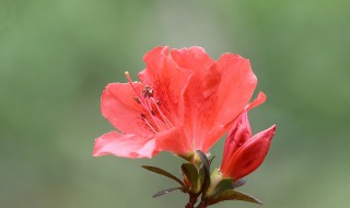 杜鹃花的功效与作用（杜鹃花的功效与作用,杜鹃花七大功效与作用）