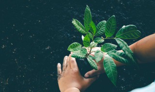 怎么做植物根系才发达 如何让植物根系更强壮