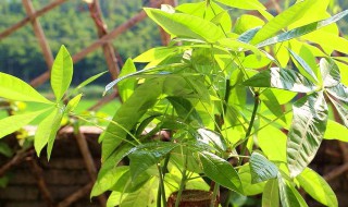 招财树的除虫方法 招财树的除虫方法有哪些