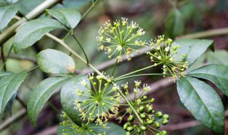 米兰花语是什么意思（米兰花的花语是什么意思）