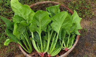 菠菜种子夏天种植教程（菠菜种子怎么播种几天出芽）