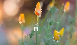 谷雨下一个季节是什么（谷雨的下一个季节是什么）