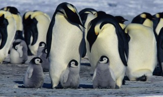 世界上体型最大的企鹅是 体型最大的企鹅是什么企鹅