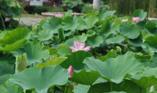 池塘种藕正确方法（池塘如何种藕）