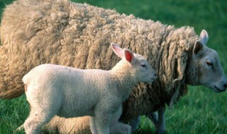羊羔的正确护理方法 羊羔怎么养长得快