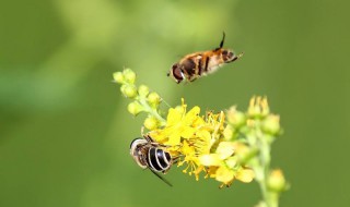 什么气味可以吸引蜜蜂 什么气味可以吸引蜜蜂呢