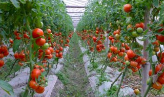 种植西红柿方法 种植西红柿的管理方法