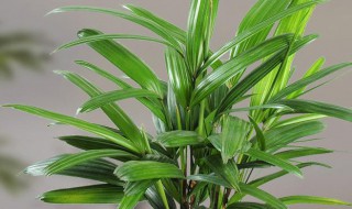 水棕竹怎么防止叶子发黄