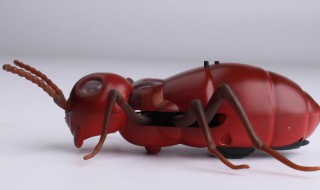 红色蚂蚁咬人有毒吗（红色蚂蚁咬人 什么症状）