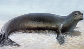 海洋生物有哪些 海洋生物有哪些图片和名称