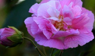 芙蓉花和荷花是一种花吗（芙蓉到底是不是荷花）