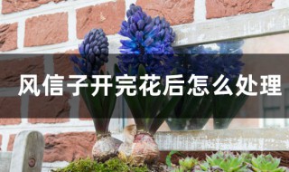 风信子开花后怎样处理（风信子开花后怎样处理视频）