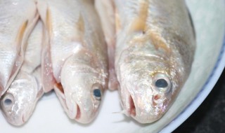 钱鱼和胡子鱼的区别 钱鱼和胡子鱼的区别图片