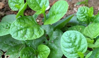 潺菜种植技术 潺菜怎么摘