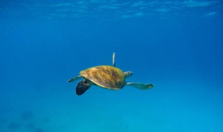 乌龟在水下用什么呼吸（乌龟在水里和在陆地怎么呼吸）