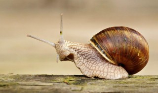 蜗牛的特点 蜗牛的特点和本领是什么
