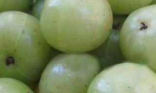 油柑子叶子的功效与作用 油柑子叶子的功效与作用及禁忌