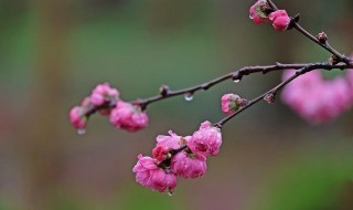 描写雨中花的唯美句子 描写雨中花的唯美句子说说