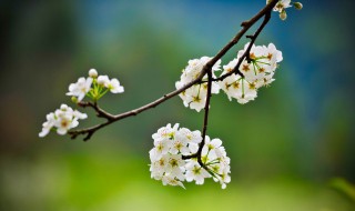 春暖花开踏青的句子（春暖花开踏青的句子怎么写）