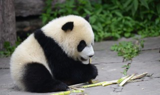 关于熊猫的作文 关于熊猫的作文400字左右的作文