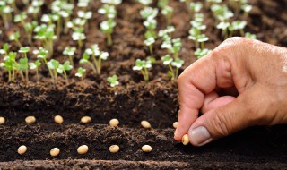 地肤草种子种植方法 一斤草籽可以种多少平方