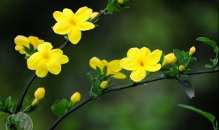 迎春花的花蕊是什么颜色的 迎春花的花蕊是什么颜色的花