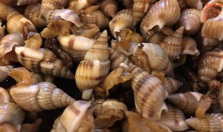 织纹螺和海瓜子区别（织纹螺和海螺）