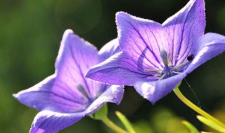 龙胆花花语（龙胆花花语 紫色）