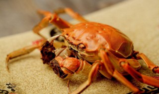 大闸蟹和什么不能一起吃 大闸蟹和什么不能一起吃?