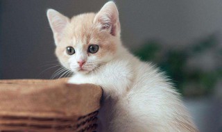怎么能防止猫在床上尿 怎么防止猫往床上尿