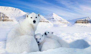 南极和北极哪个更冷 地球南极和北极哪个更冷