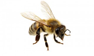 被蜂子蛰了怎么办 小朋友被蜂子蛰了怎么办