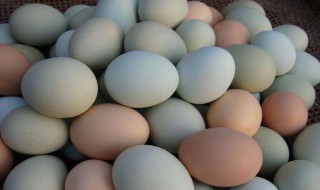 鸡蛋壳有什么用 鸡蛋壳有什么用处脑筋6个字