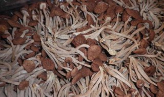 茶树菇种植方法 茶树菇种植方法视频