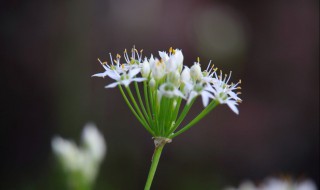 韭菜花的做法腌制方法 韭菜花的做法腌制方法视频